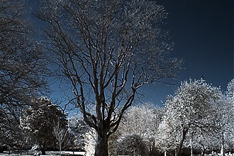 D70IR_DSC_4672.jpg